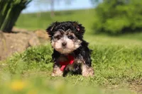 Bennet, a male Morkie for sale in Millersburg, OH – 3 of 10