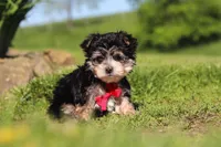 Bennet, a male Morkie for sale in Millersburg, OH – 5 of 10