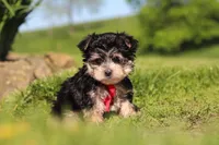 Bennet, a male Morkie for sale in Millersburg, OH – 4 of 10