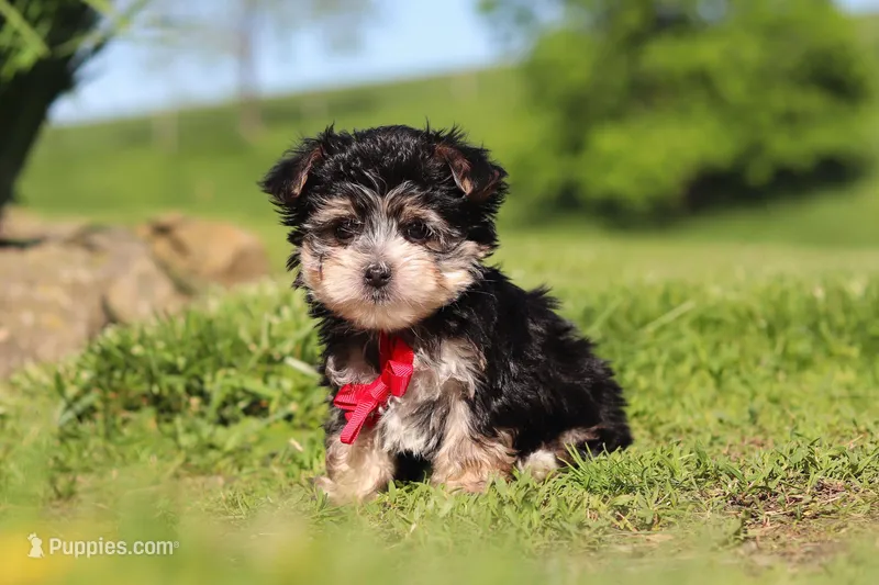 Bennet – Morkie puppy for sale in Millersburg, OH
