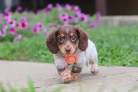 Chloe, a female Miniature Dachshund for sale in Millersburg, OH – 4 of 7