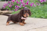 Olivia, a female Miniature Dachshund for sale in Millersburg, OH – 6 of 10
