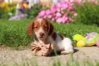 Maverick, a male Dachshund for sale in Millersburg, OH – 1 of 6