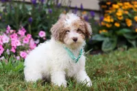 Blaze, a male Miniature Aussiedoodle for sale in Millersburg, OH – Photo 4 of 5