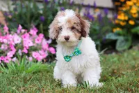 Blaze, a male Miniature Aussiedoodle for sale in Millersburg, OH – Photo 2 of 5