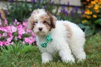 Blaze, a male Miniature Aussiedoodle for sale in Millersburg, OH – Photo 3 of 5