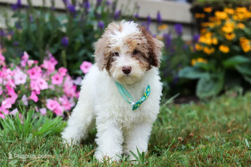 Blaze, a male Miniature Aussiedoodle for sale in Millersburg, OH – Photo 1 of 5