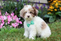 Blaze, a male Miniature Aussiedoodle for sale in Millersburg, OH – Photo 5 of 5