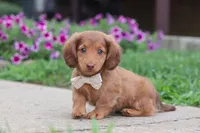 Grace, a female Miniature Dachshund for sale in Millersburg, OH – 7 of 10