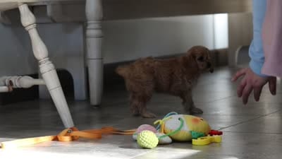 Cocoa, a female Cavapoo for sale in Millersburg, OH – 9 of 9