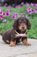 Olivia, a female Miniature Dachshund for sale in Millersburg, OH – 8 of 10