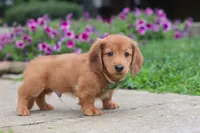Ethan, a male Miniature Dachshund for sale in Millersburg, OH – 8 of 9