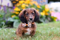 Buddy, a male Dachshund for sale in Millersburg, OH – Photo 1 of 5