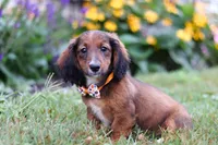 Buddy, a male Dachshund for sale in Millersburg, OH – Photo 3 of 5