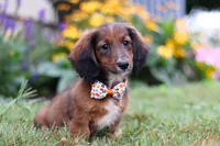 Buddy, a male Dachshund for sale in Millersburg, OH – Photo 2 of 5