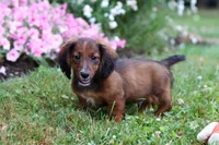 Buddy, a male Dachshund for sale in Millersburg, OH – Photo 4 of 5