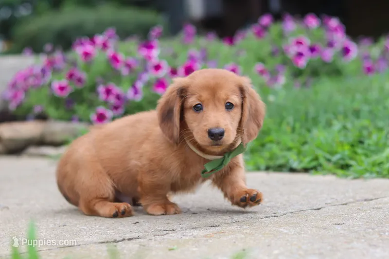 Ethan – Miniature Dachshund puppy for sale in Millersburg, OH