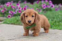 Ethan, a male Miniature Dachshund for sale in Millersburg, OH – 4 of 9