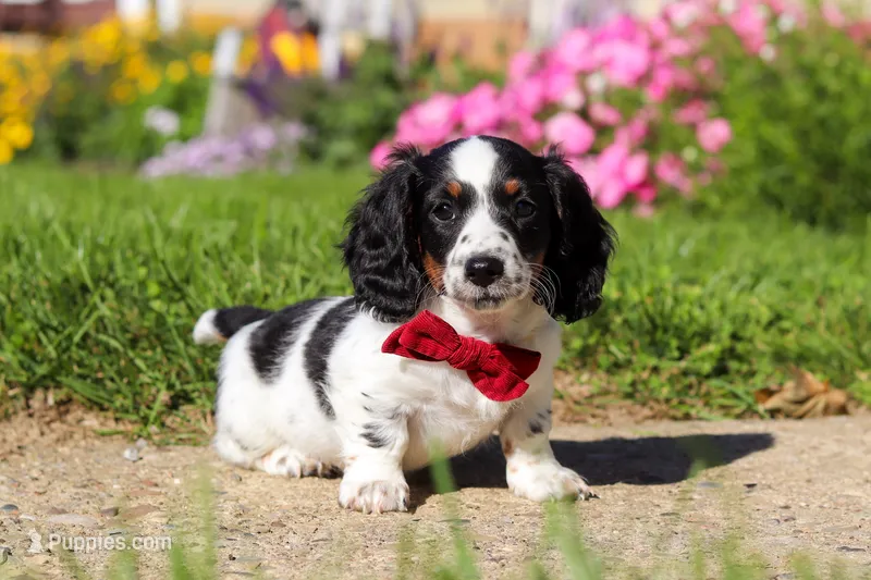 Kobe – Dachshund puppy for sale in Millersburg, OH
