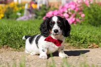 Kobe, a male Dachshund for sale in Millersburg, OH – 1 of 6