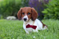 Benji, a male Miniature Dachshund for sale in Millersburg, OH – 3 of 6