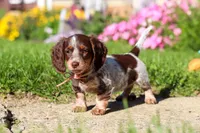 Sadie, a female Dachshund for sale in Millersburg, OH – 4 of 6