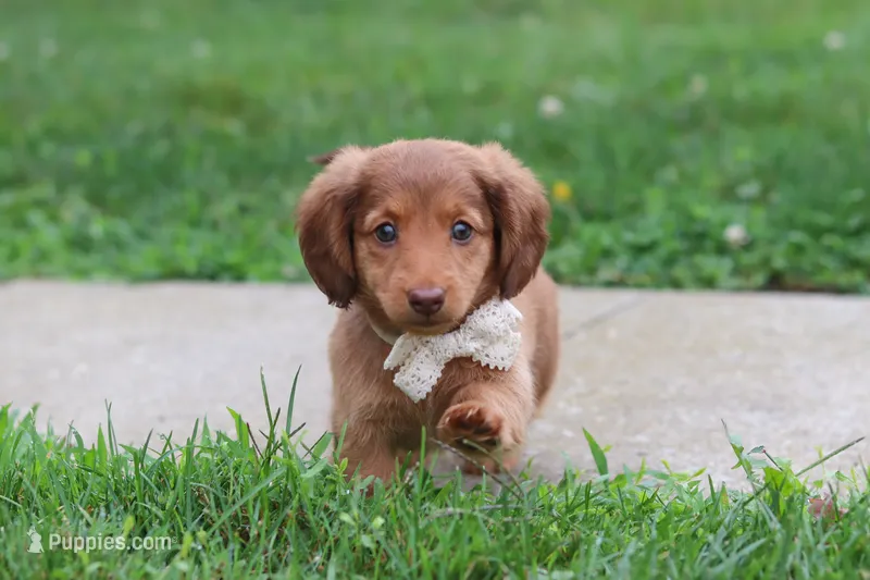 Grace – Miniature Dachshund puppy for sale in Millersburg, OH