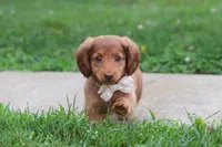 Grace, a female Miniature Dachshund for sale in Millersburg, OH – 1 of 10
