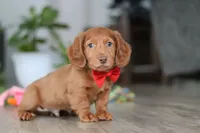 Maverick, a male Miniature Dachshund for sale in Millersburg, OH – Photo 4 of 5