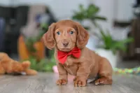 Maverick, a male Miniature Dachshund for sale in Millersburg, OH – Photo 1 of 5