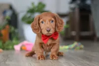 Maverick, a male Miniature Dachshund for sale in Millersburg, OH – Photo 2 of 5