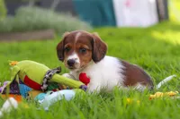 Benji, a male Miniature Dachshund for sale in Millersburg, OH – 9 of 9