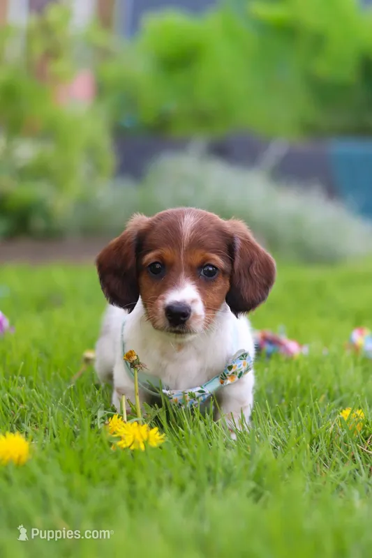 Benji – Miniature Dachshund puppy for sale in Millersburg, OH