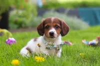 Benji, a male Miniature Dachshund for sale in Millersburg, OH – 5 of 9