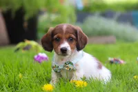 Benji, a male Miniature Dachshund for sale in Millersburg, OH – 4 of 9