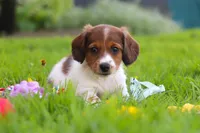 Benji, a male Miniature Dachshund for sale in Millersburg, OH – 2 of 9