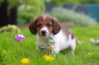 Benji, a male Miniature Dachshund for sale in Millersburg, OH – 7 of 9