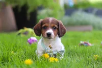 Benji, a male Miniature Dachshund for sale in Millersburg, OH – 3 of 9