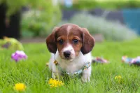 Benji, a male Miniature Dachshund for sale in Millersburg, OH – 8 of 9