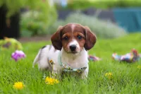 Benji, a male Miniature Dachshund for sale in Millersburg, OH – 6 of 9