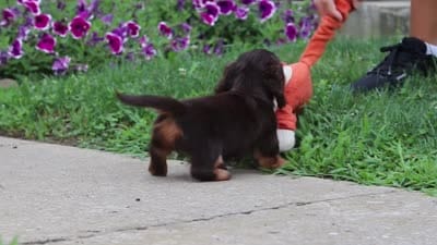 Olivia, a female Miniature Dachshund for sale in Millersburg, OH – 10 of 10