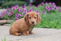 Ethan, a male Miniature Dachshund for sale in Millersburg, OH – 6 of 9