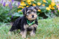Charlie, a male Morkie for sale in Millersburg, OH – Photo 5 of 5