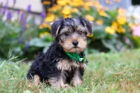 Charlie, a male Morkie for sale in Millersburg, OH – Photo 1 of 5