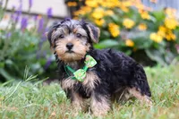 Charlie, a male Morkie for sale in Millersburg, OH – Photo 4 of 5