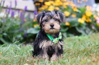 Charlie, a male Morkie for sale in Millersburg, OH – Photo 3 of 5