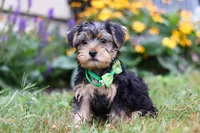 Charlie, a male Morkie for sale in Millersburg, OH – Photo 2 of 5