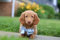 Chance, a male Miniature Dachshund for sale in Millersburg, OH – 2 of 8