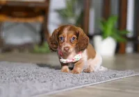 Taylor, a female Miniature Dachshund for sale in Millersburg, OH – Photo 3 of 9