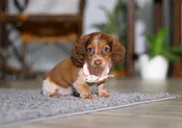 Taylor, a female Miniature Dachshund for sale in Millersburg, OH – Photo 1 of 9